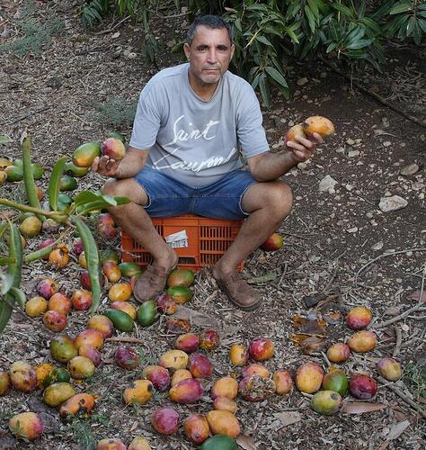 רוברט אמרוסי במטע מנגו